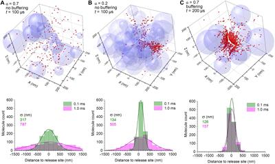 Buffering by Transporters Can Spare Geometric Hindrance in Controlling Glutamate Escape